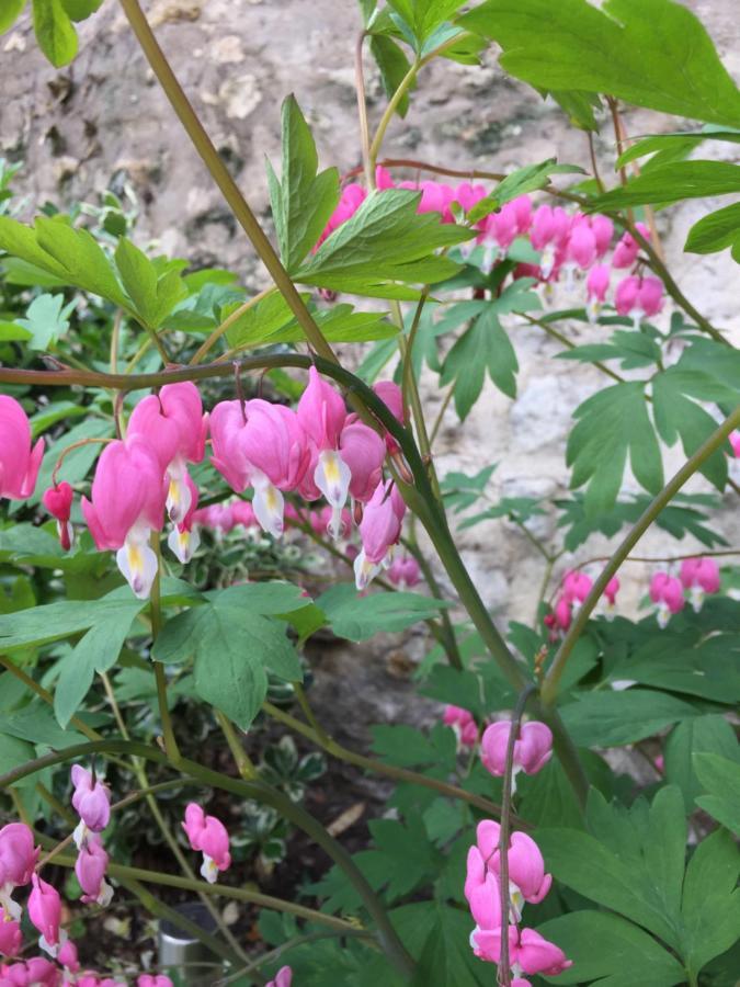 Les Gites Du Clos Saint-Martin Maule ภายนอก รูปภาพ